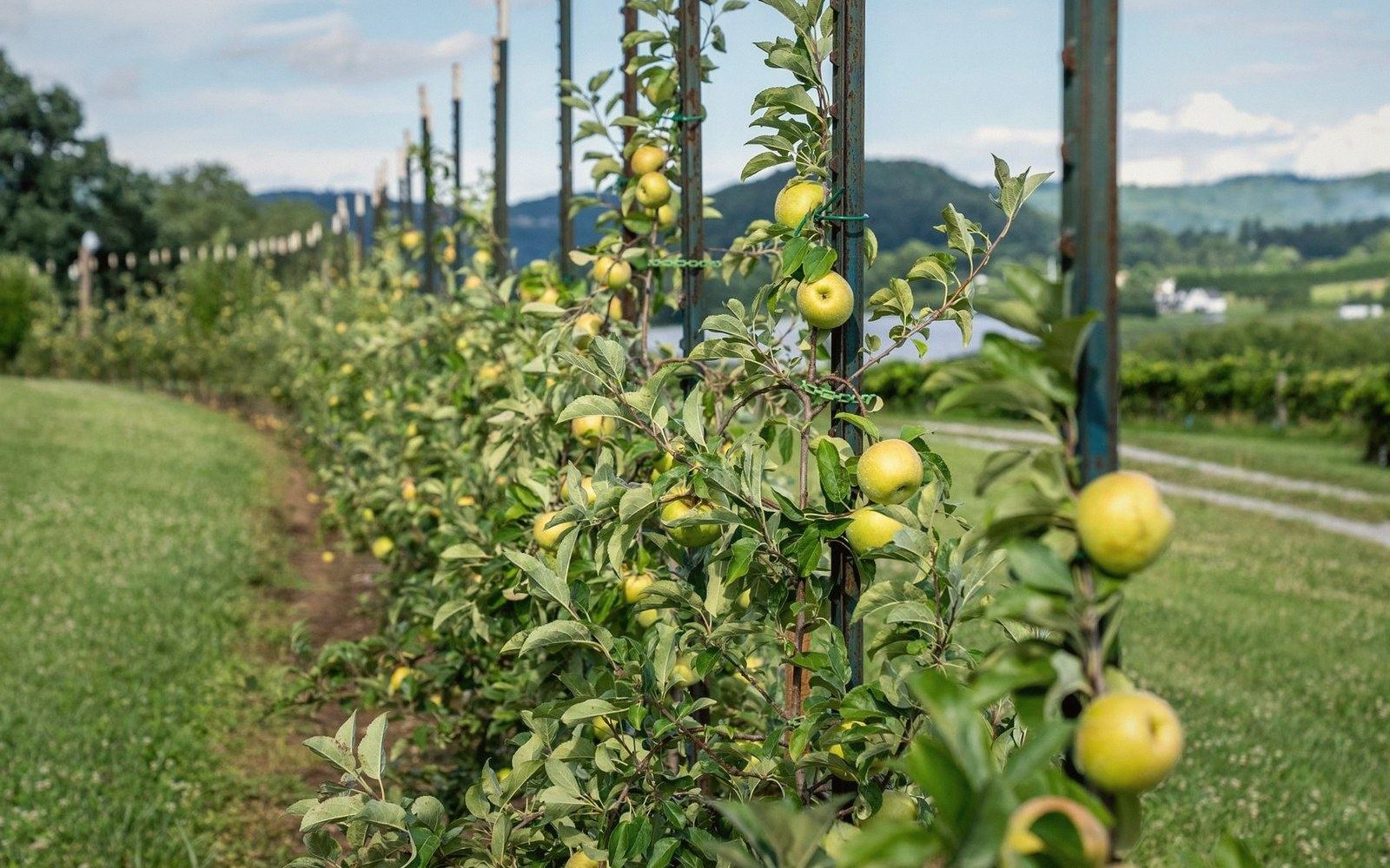 A trellised row of small apple trees carrying yellow fruit