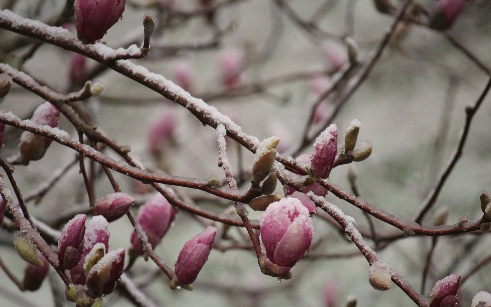 Frost on pink buds along a bare branch