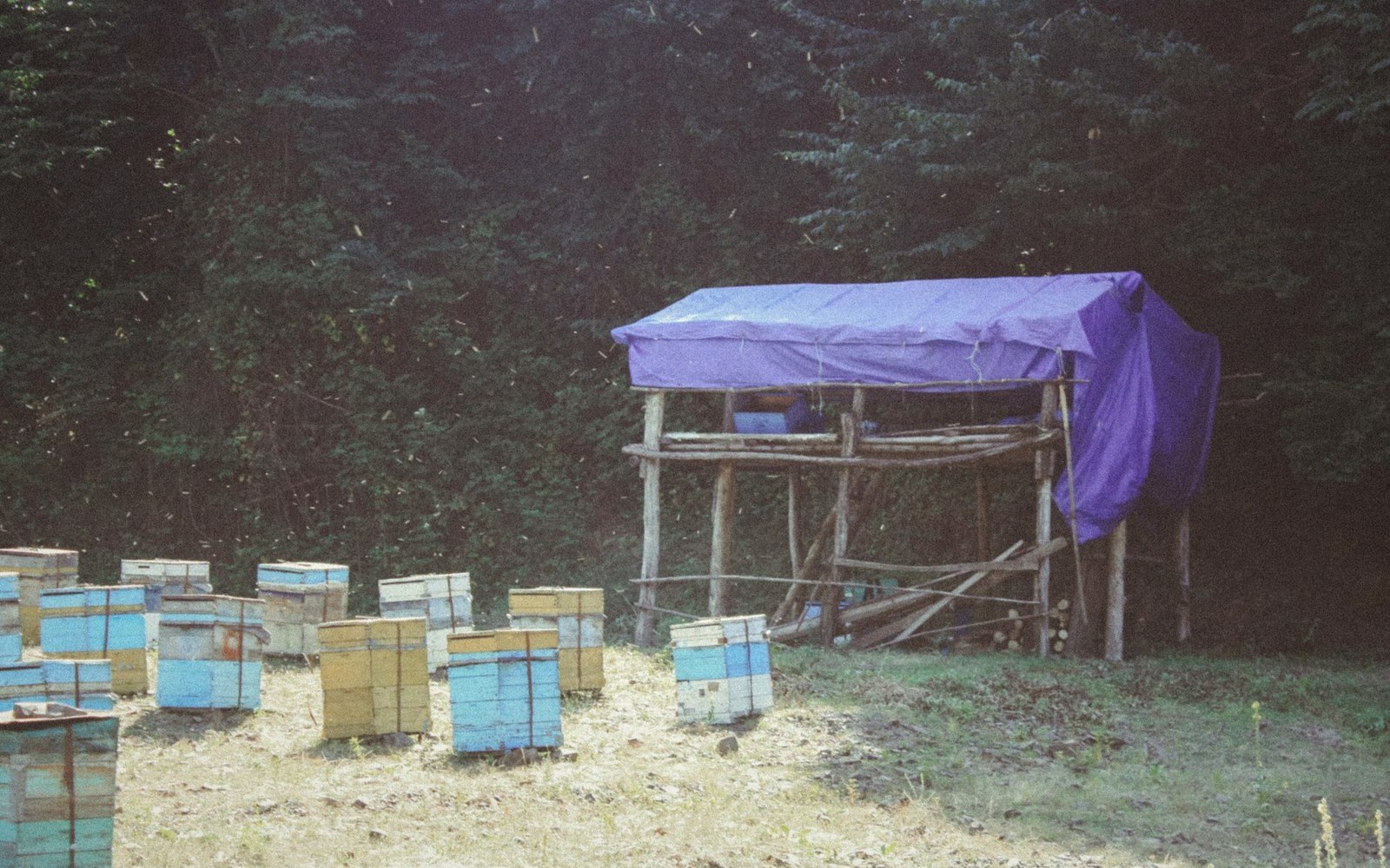 Beehives at the edge of woodland under a tarpaulin shelter
