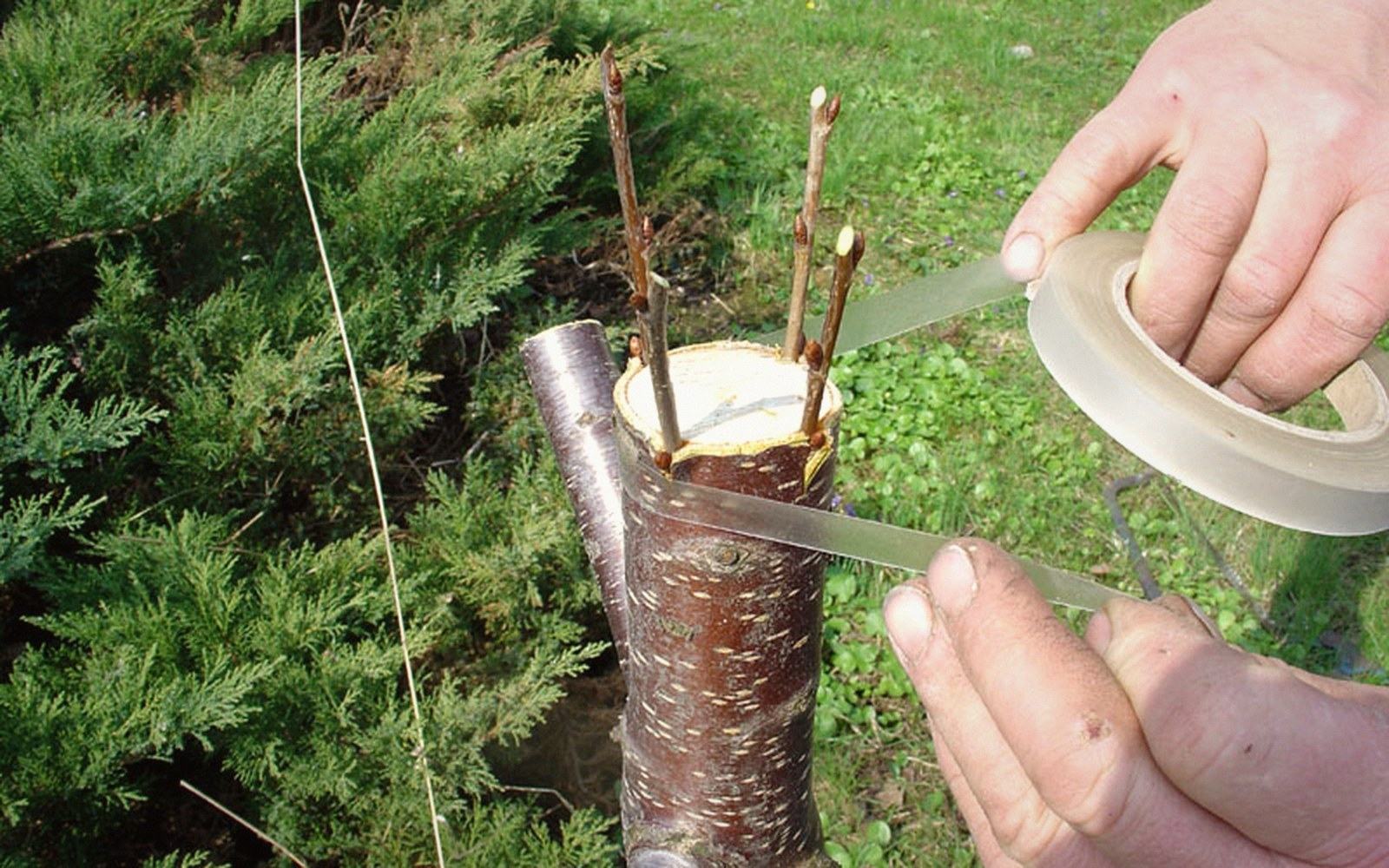 Hands taping scions into a cut stem