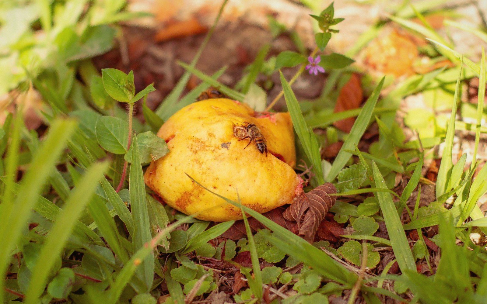 A fallen fruit lying in grass
