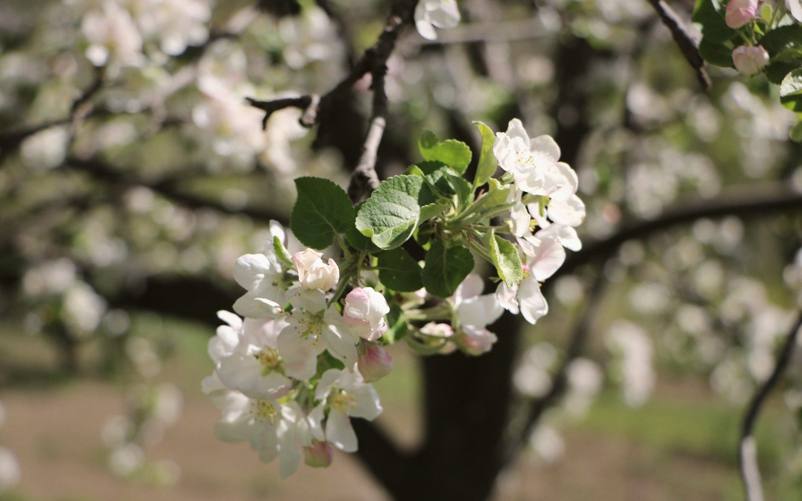 An apple blossom cluster in full flower