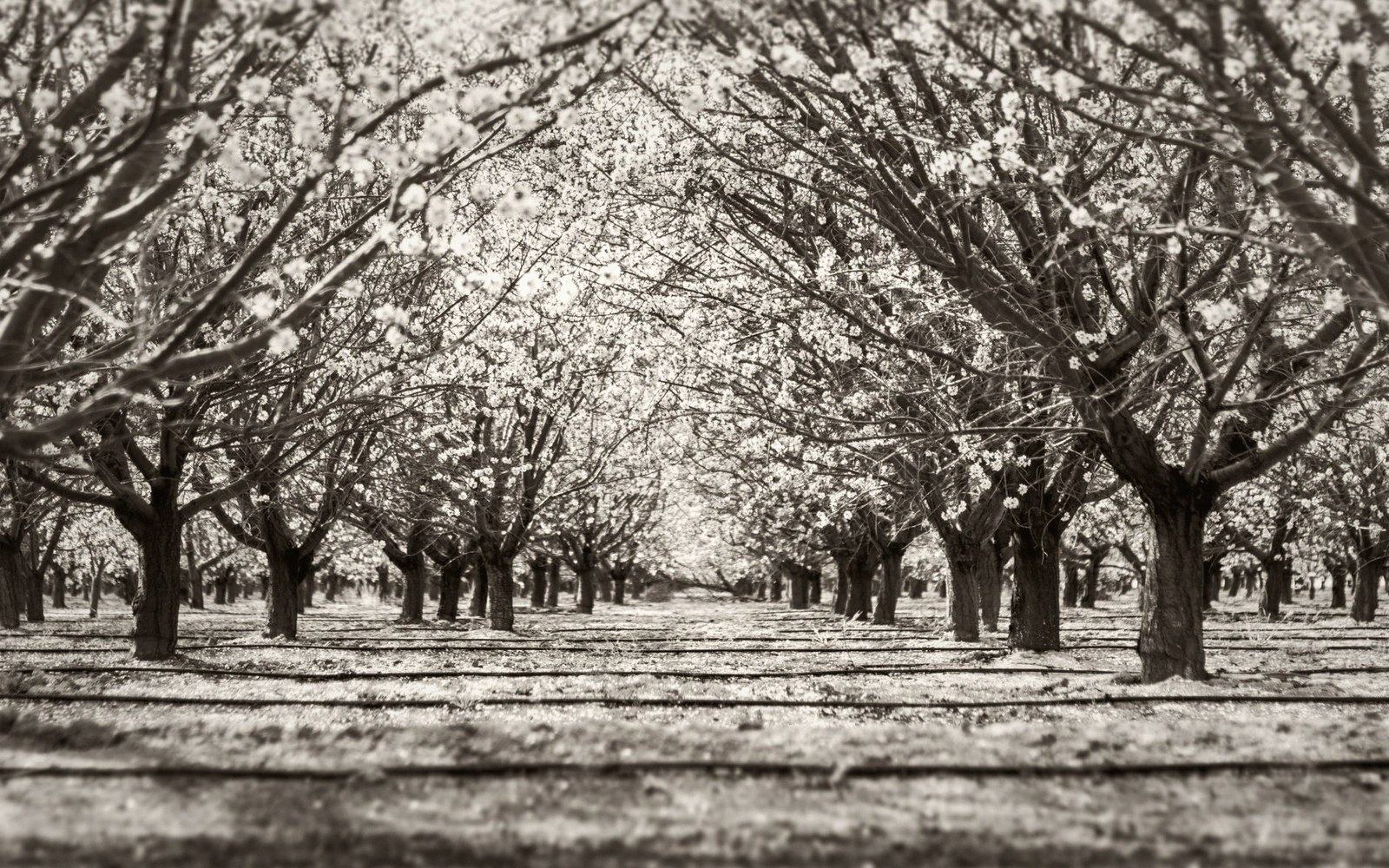 Rows of mature orchard trees in full blossom