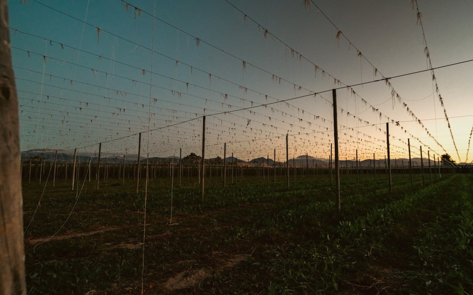 A trellised field of posts and wires at dusk