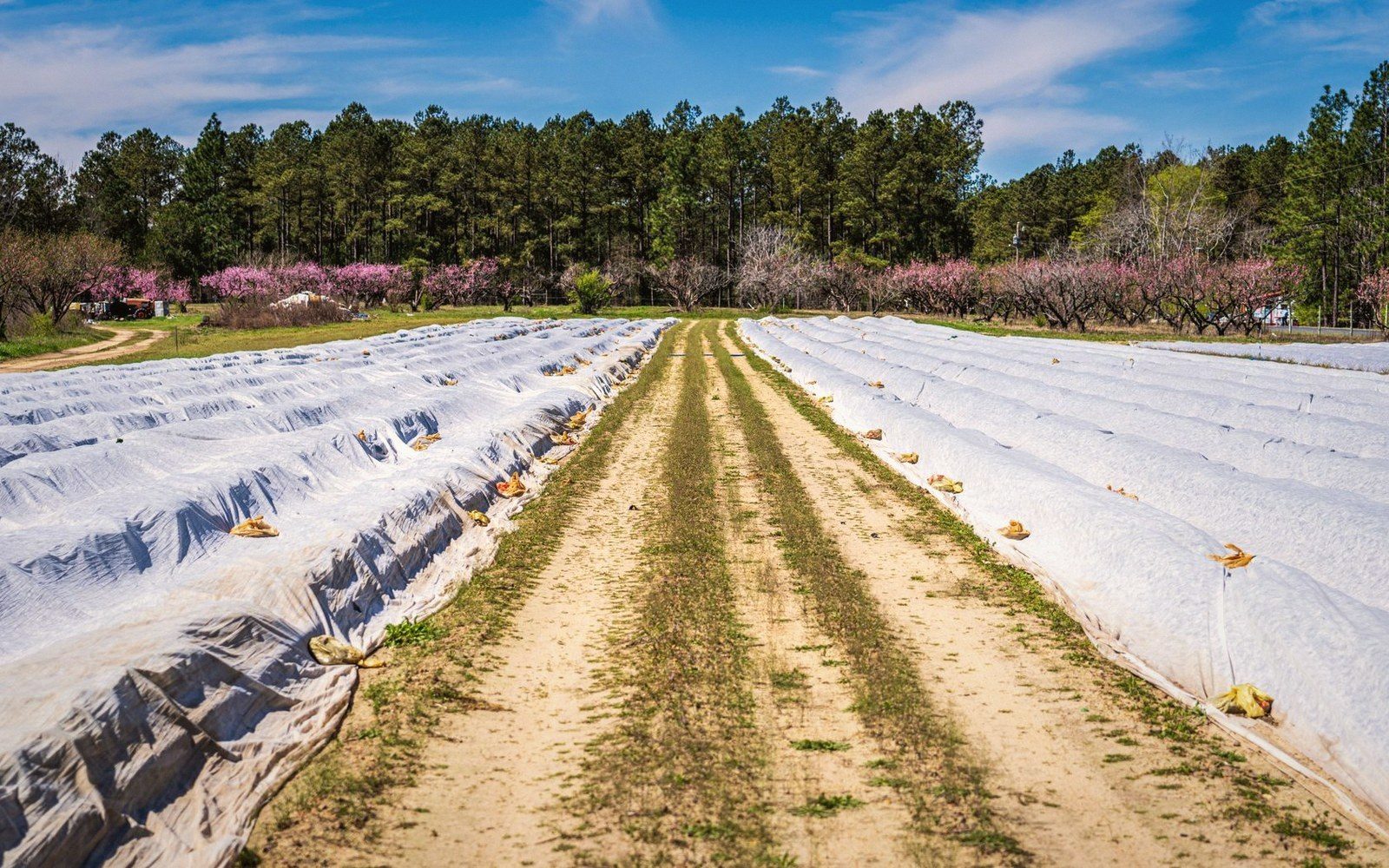 Rows under white covers with grass alleys between them