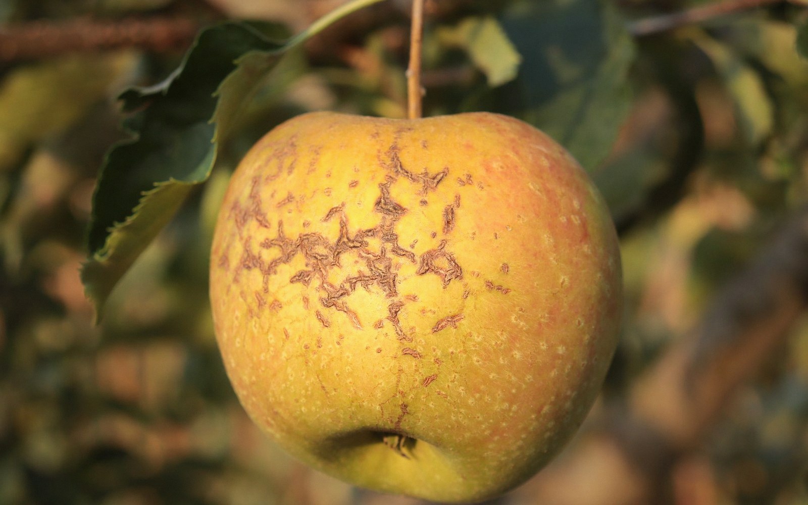 A blemished apple still on the tree