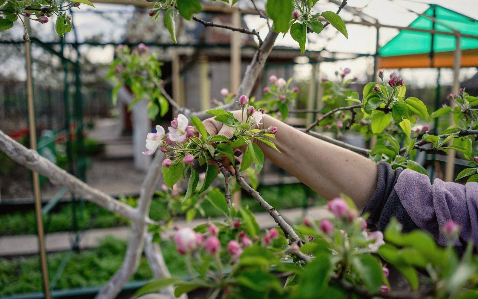 A hand reaching into a blossoming branch