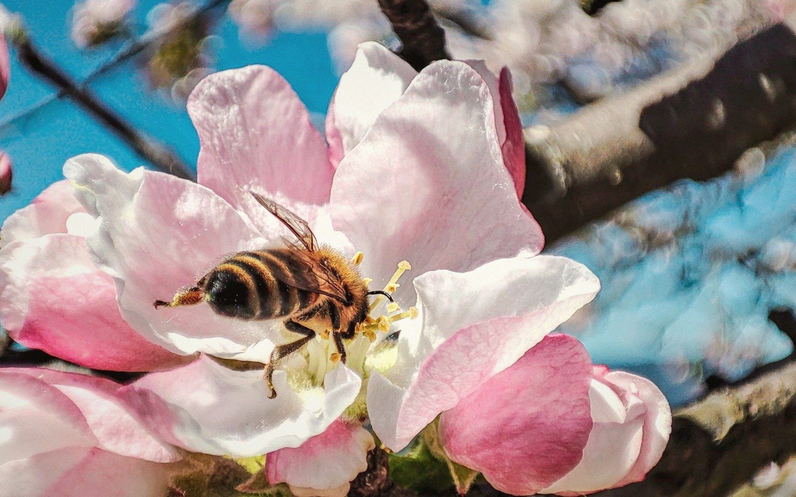 A honeybee working an open blossom