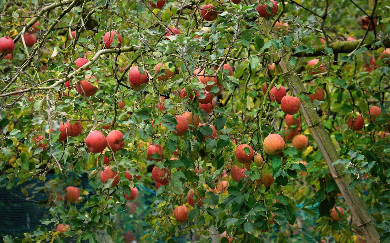 A trellised tree carrying a full crop of red apples