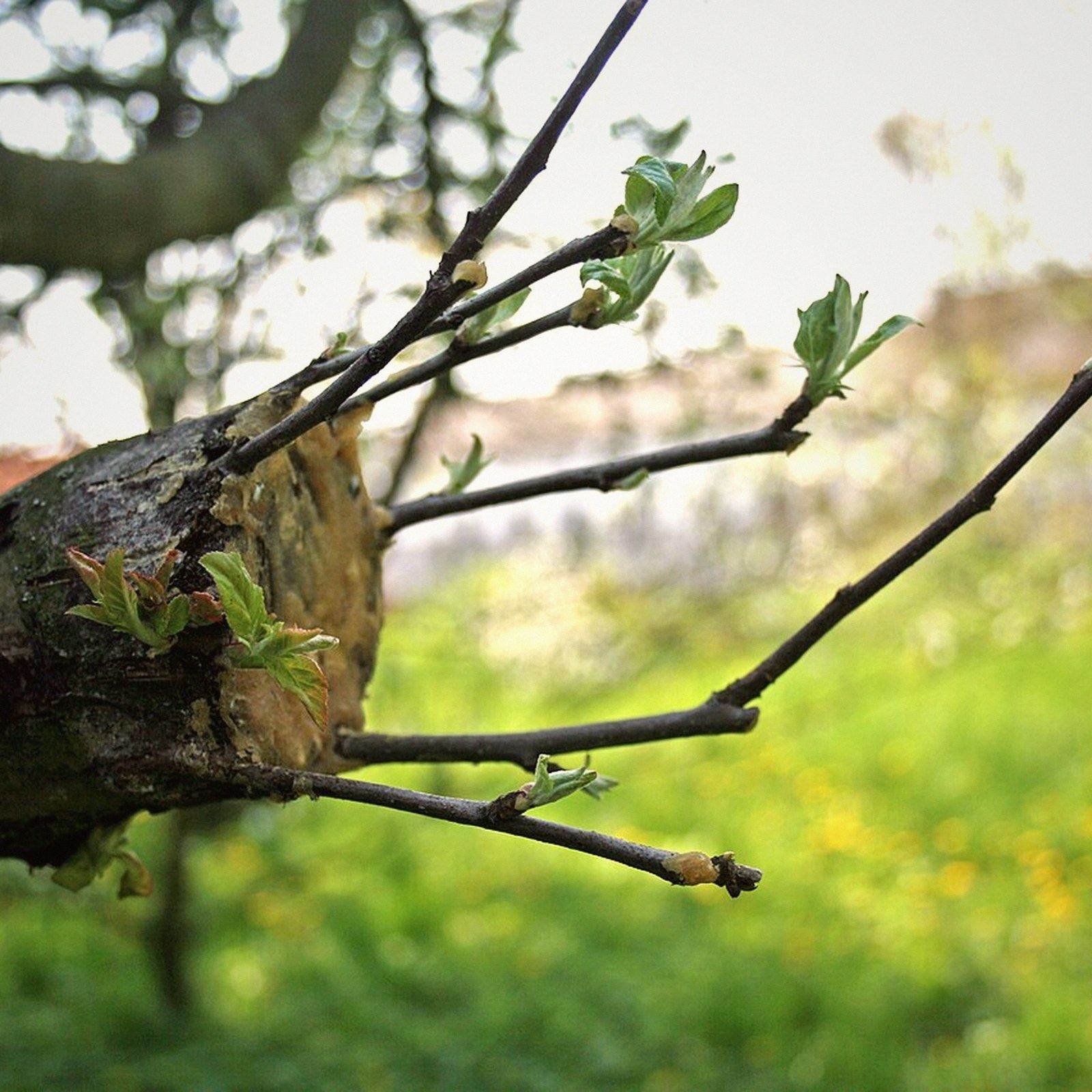 New shoots breaking from a cut branch stub