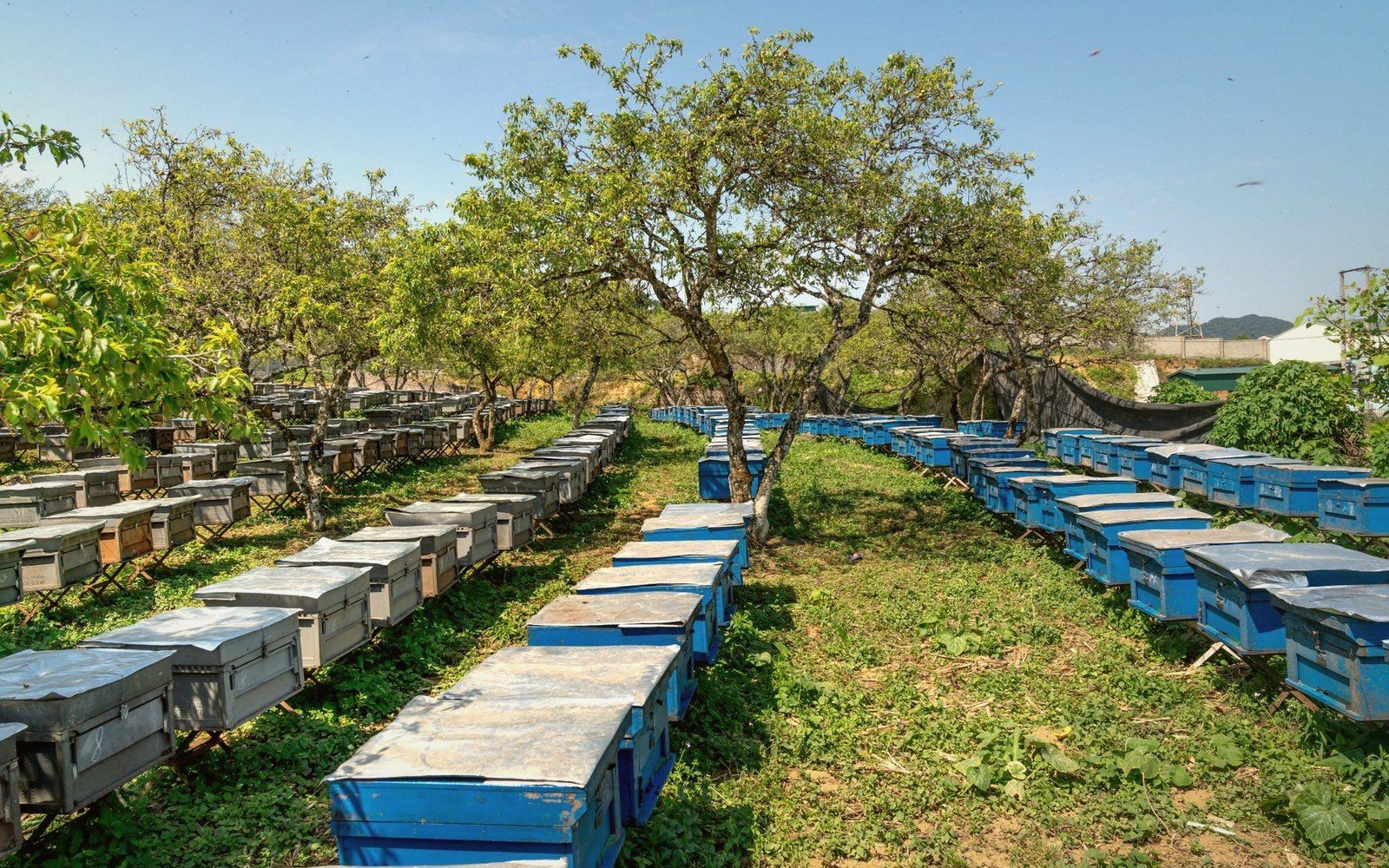 Rows of blue beehives among orchard trees