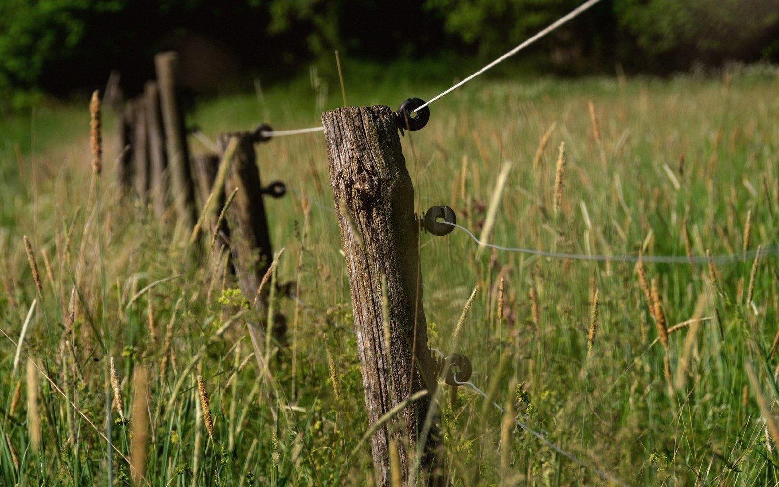 A wooden post carrying wire through long grass